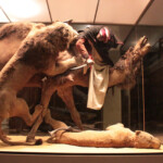 A Very Quiet Menagerie Taxidermy At The Carnegie Museum Of Natural