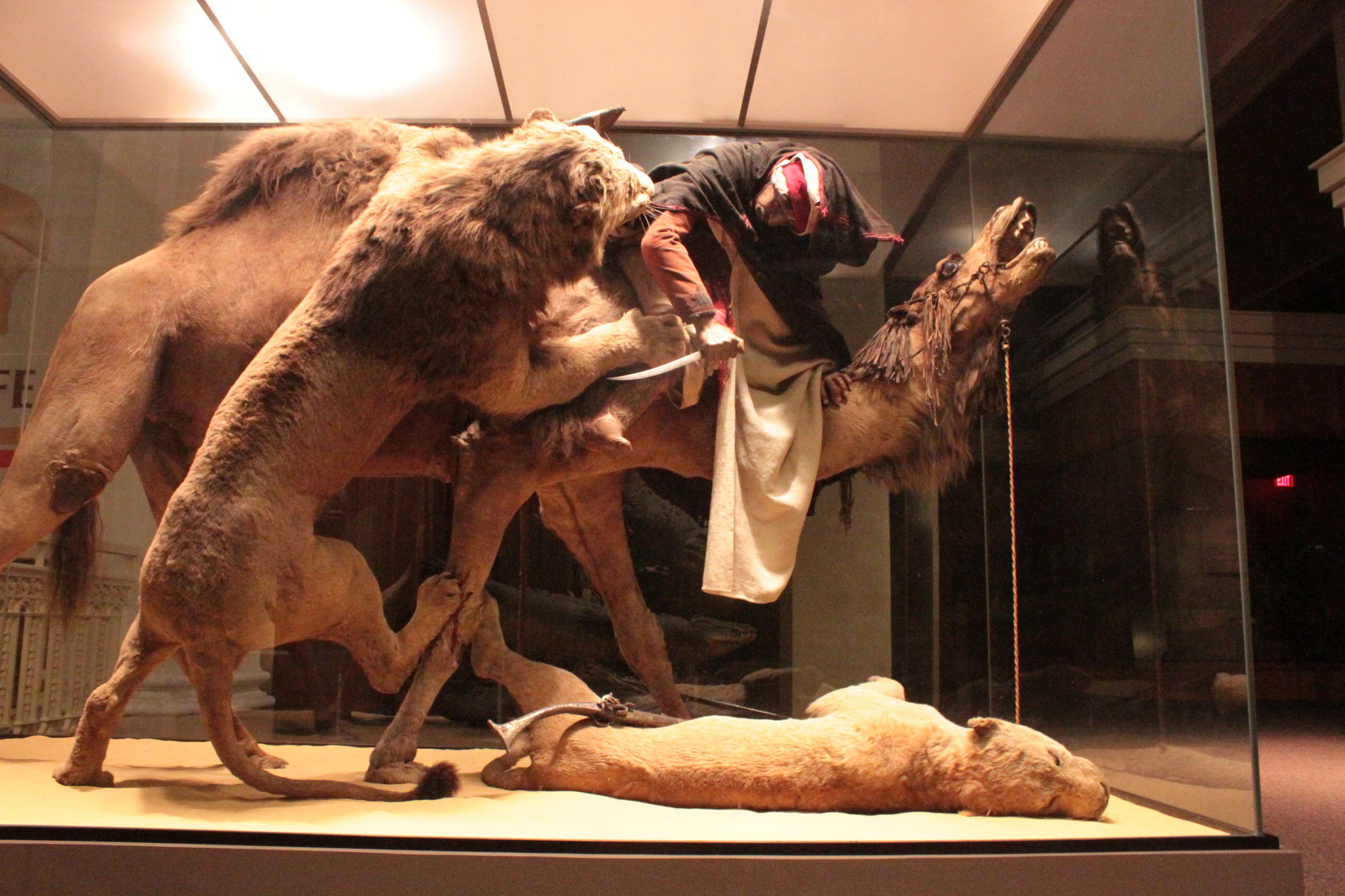 A Very Quiet Menagerie Taxidermy At The Carnegie Museum Of Natural