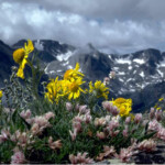 Alpine Sunflowers Rocky Mountain National Park U S National Park