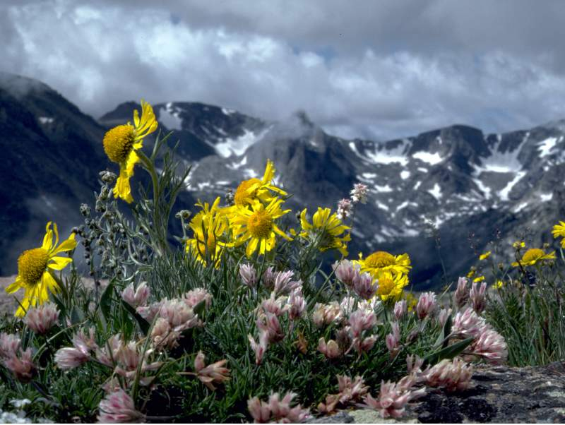 Alpine Sunflowers Rocky Mountain National Park U S National Park 