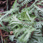 Athyrium Hybrida Ocean s Fury 2015 RBG jpg Rotary Botanical Gardens