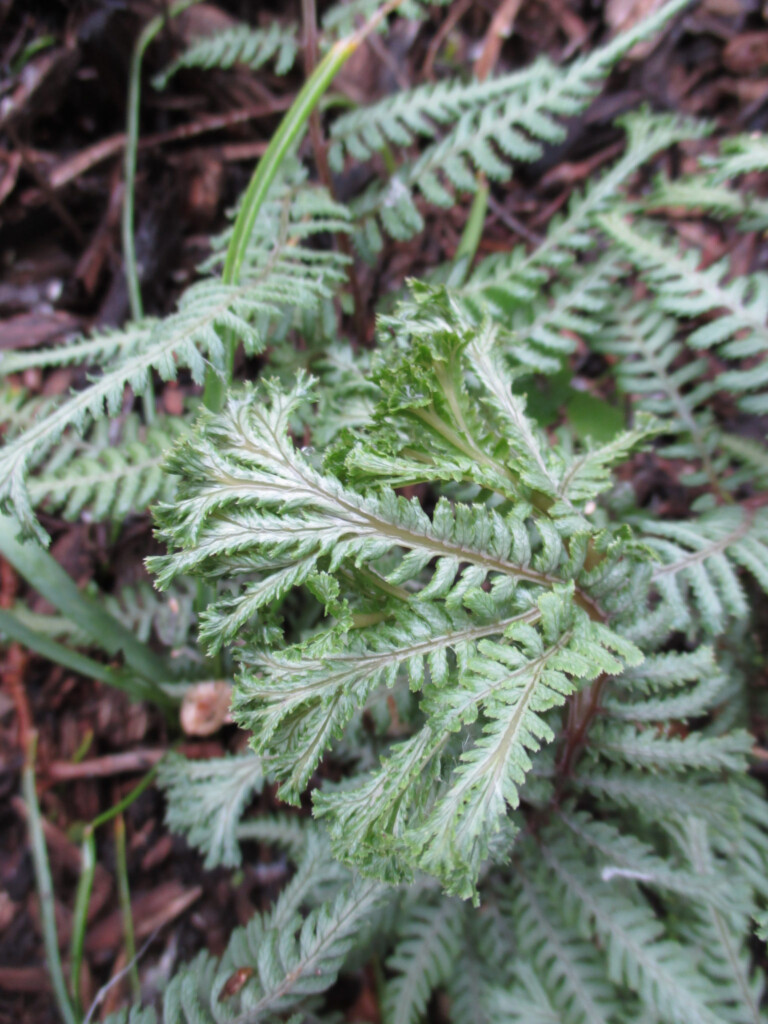 Athyrium Hybrida Ocean s Fury 2015 RBG jpg Rotary Botanical Gardens