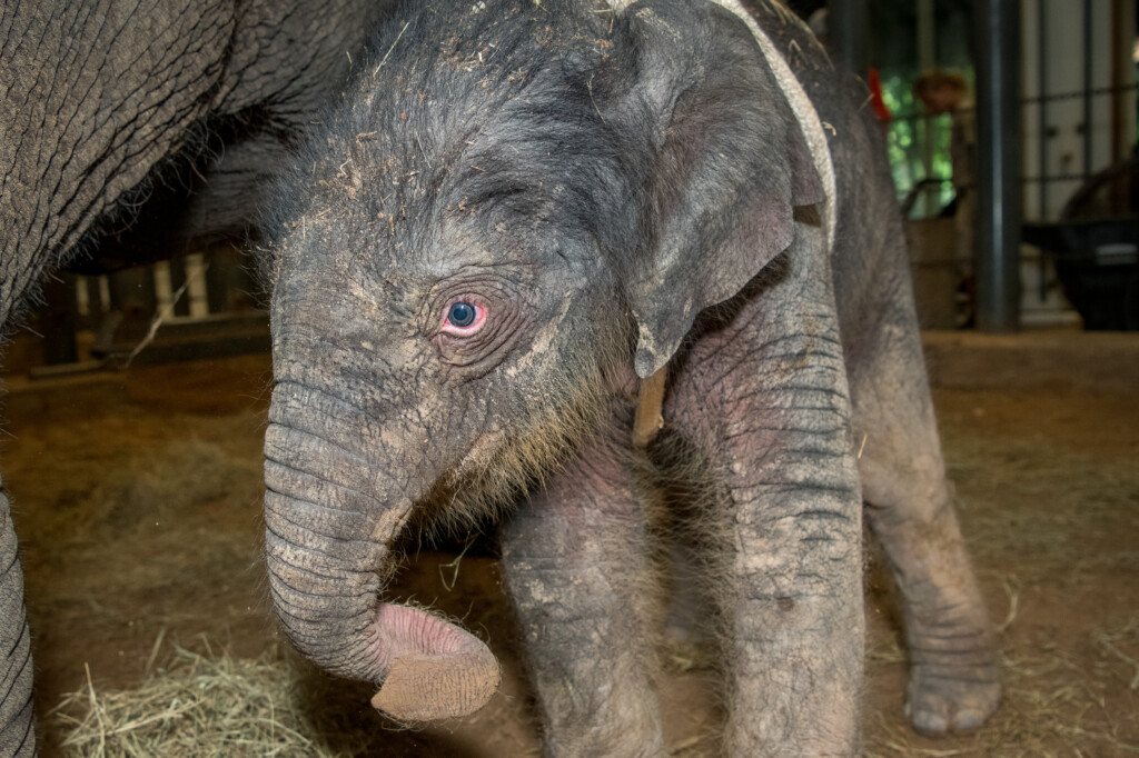Baby Elephant Tilly Born On Father s Day The Houston Zoo