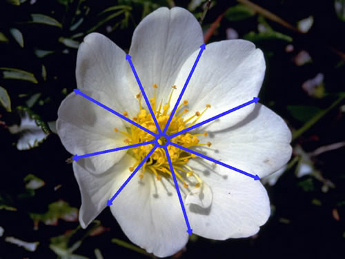 Bilateral And Radial Symmetry Rocky Mountain National Park U S 