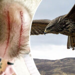 Bird Attack Jogger Left With Huge Gouges On His Head After Hawk Fly by