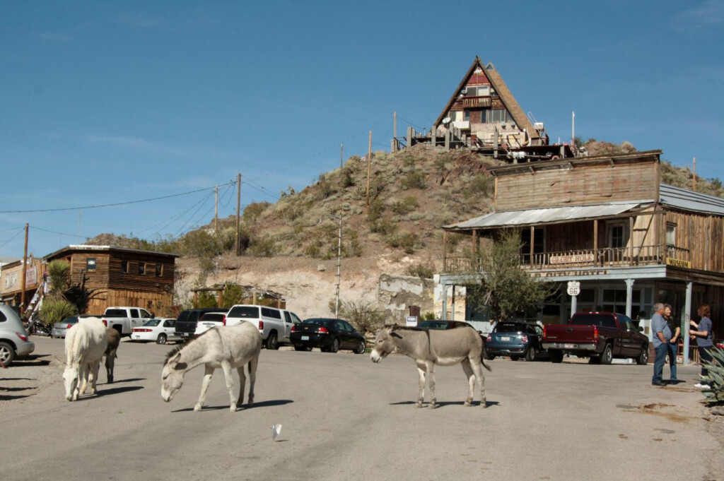 Burro s Shooting Death In Oatman Prompts Outrage Rewards And An 