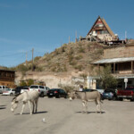 Burro s Shooting Death In Oatman Prompts Outrage Rewards And An