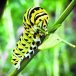 Caterpillar Creeping Cape Gazette