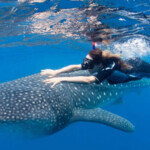 Cozumel Snorkel With Whale Sharks Best Buy Tours Cozumel