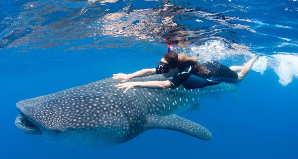 Cozumel Snorkel With Whale Sharks Best Buy Tours Cozumel