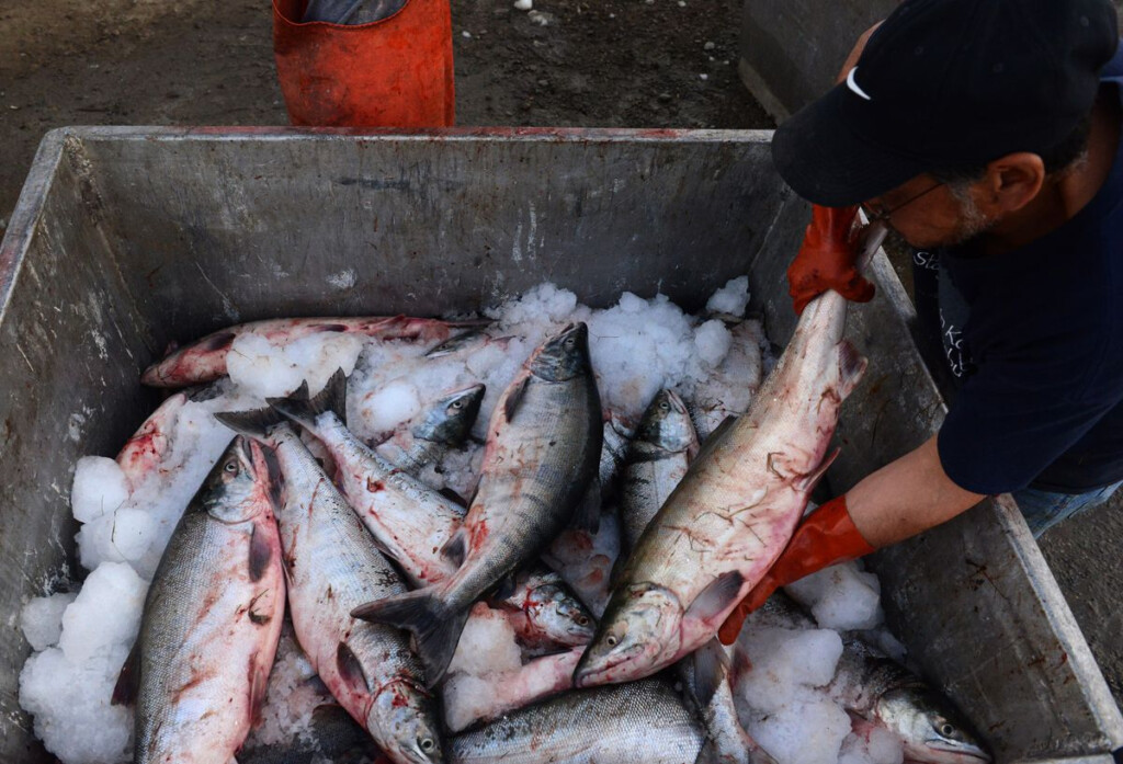 Documentary By Alaskan Spotlights Environmental Effects Of Fish Farms 