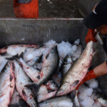 Documentary By Alaskan Spotlights Environmental Effects Of Fish Farms