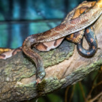 Good News Saving Snakes Helps Us The Houston Zoo