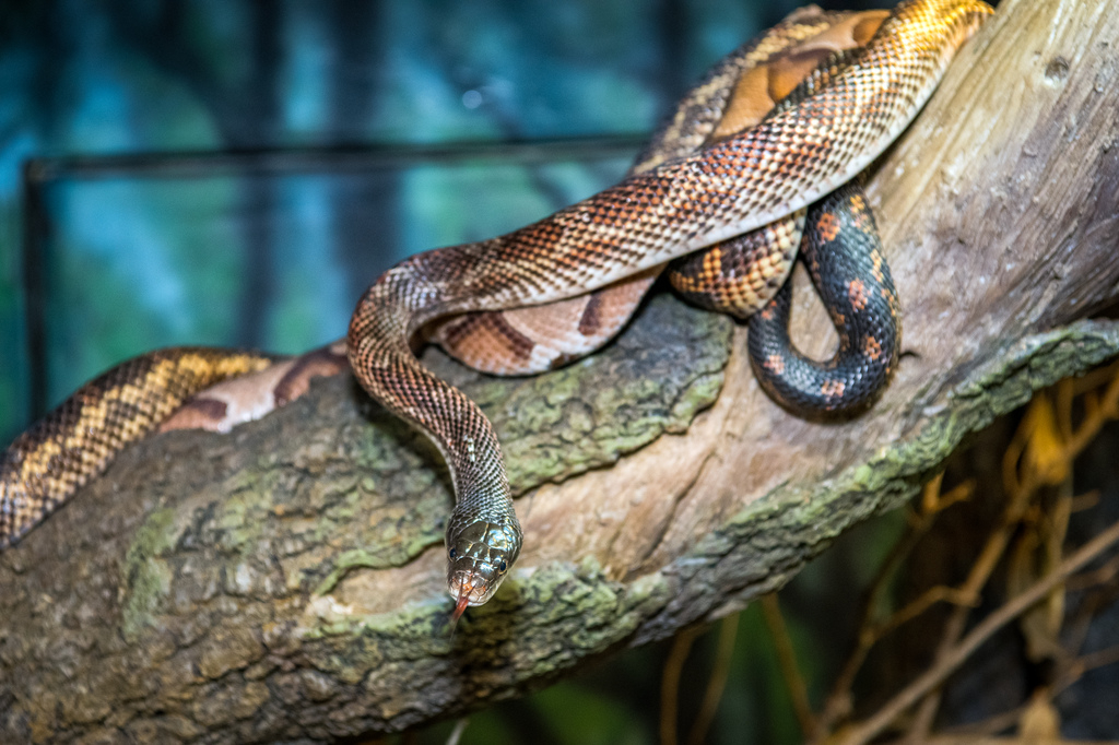 Good News Saving Snakes Helps Us The Houston Zoo