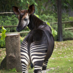 Good News We Are Protecting Wild Okapi The Houston Zoo