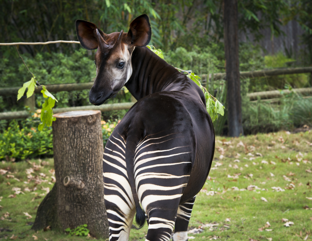 Good News We Are Protecting Wild Okapi The Houston Zoo
