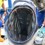 Megamouth Shark Found California Academy Of Sciences