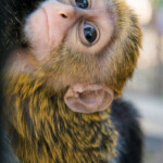 Monkey Of The Month The Monkey With The White Beard The Houston Zoo