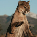 Mountain Lion Offers Big Surprise When We re The Predator Kingman