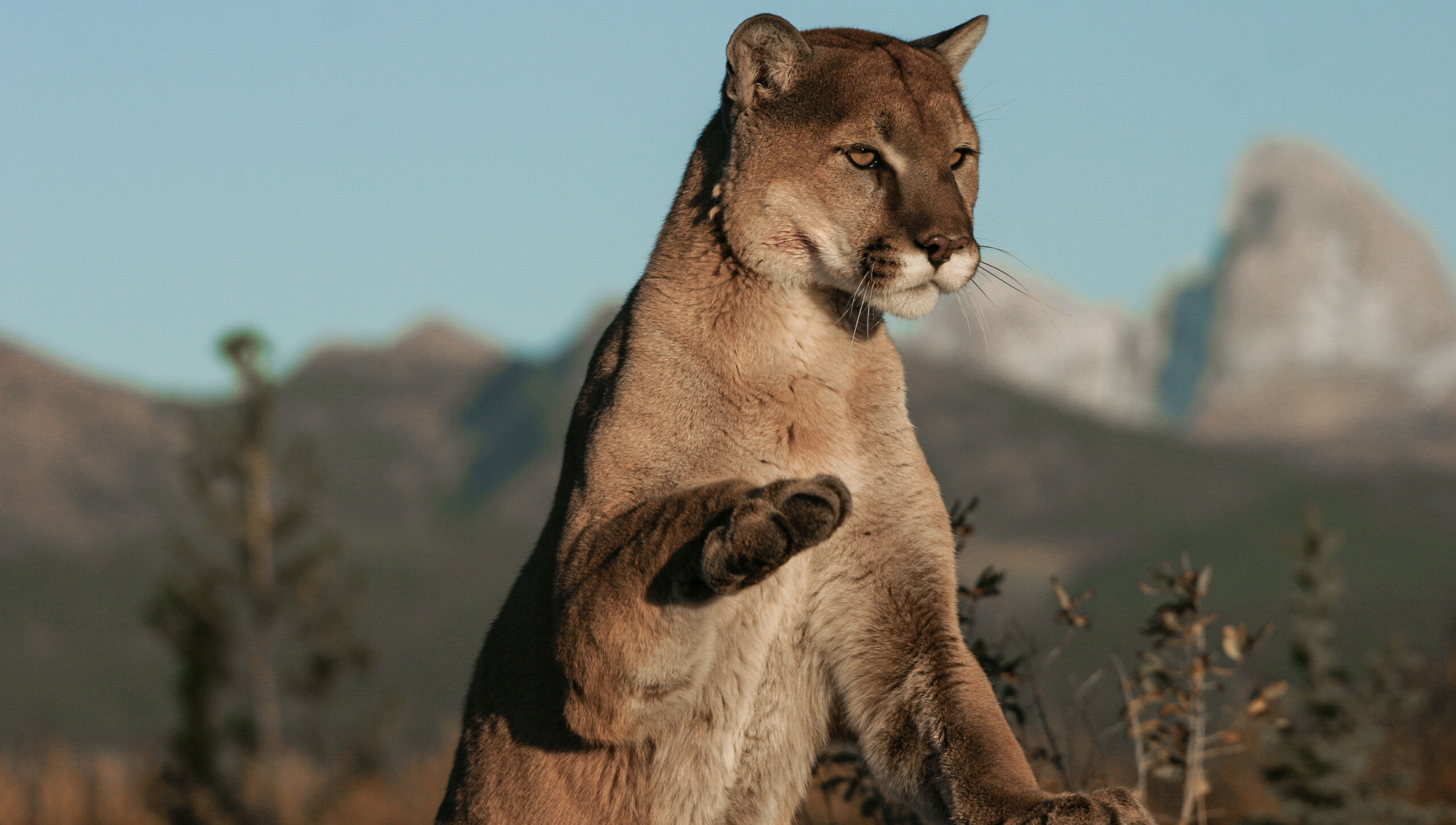 Mountain Lion Offers Big Surprise When We re The Predator Kingman