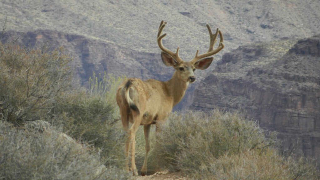 Mule Deer Grand Canyon National Park U S National Park Service 