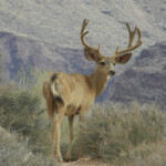 Mule Deer Grand Canyon National Park U S National Park Service