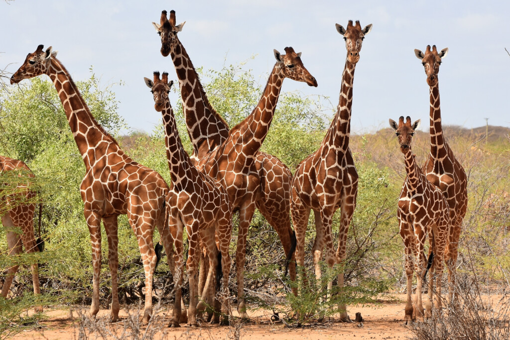 Protecting Kenya s Endangered Wildlife How You Are Helping Giraffes 