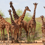 Protecting Kenya s Endangered Wildlife How You Are Helping Giraffes