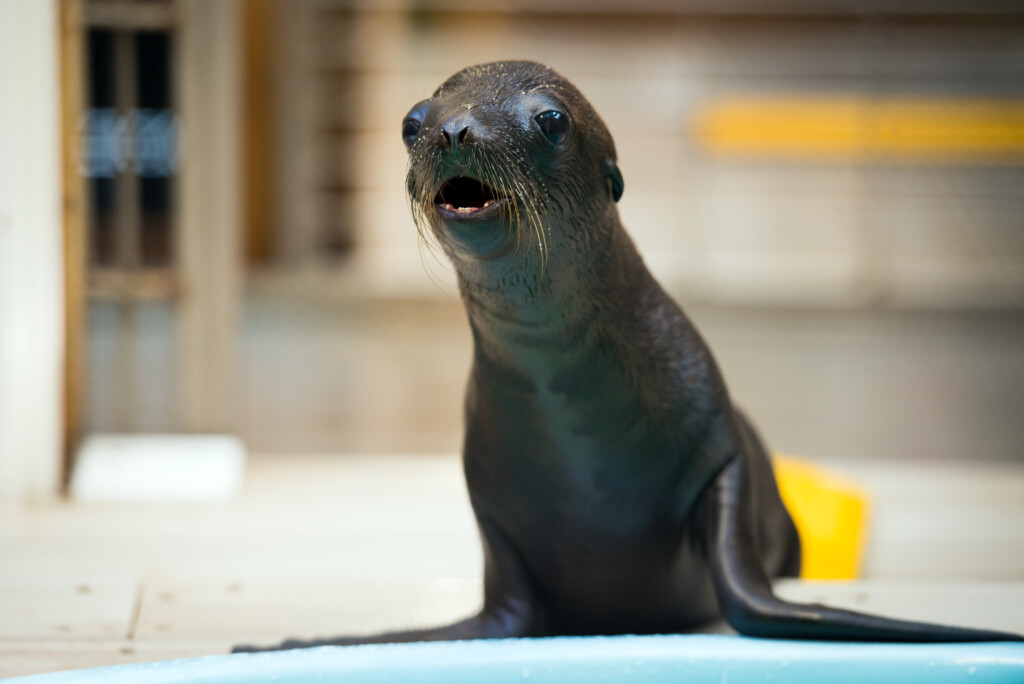 Pup Date Our Baby Sea Lion Has A Name The Houston Zoo