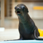 Pup Date Our Baby Sea Lion Has A Name The Houston Zoo