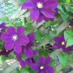 Purple Clematis Old Farmer s Almanac