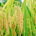 Summer Growing Rice Plant HD Photography Closeup Preview 10wallpaper