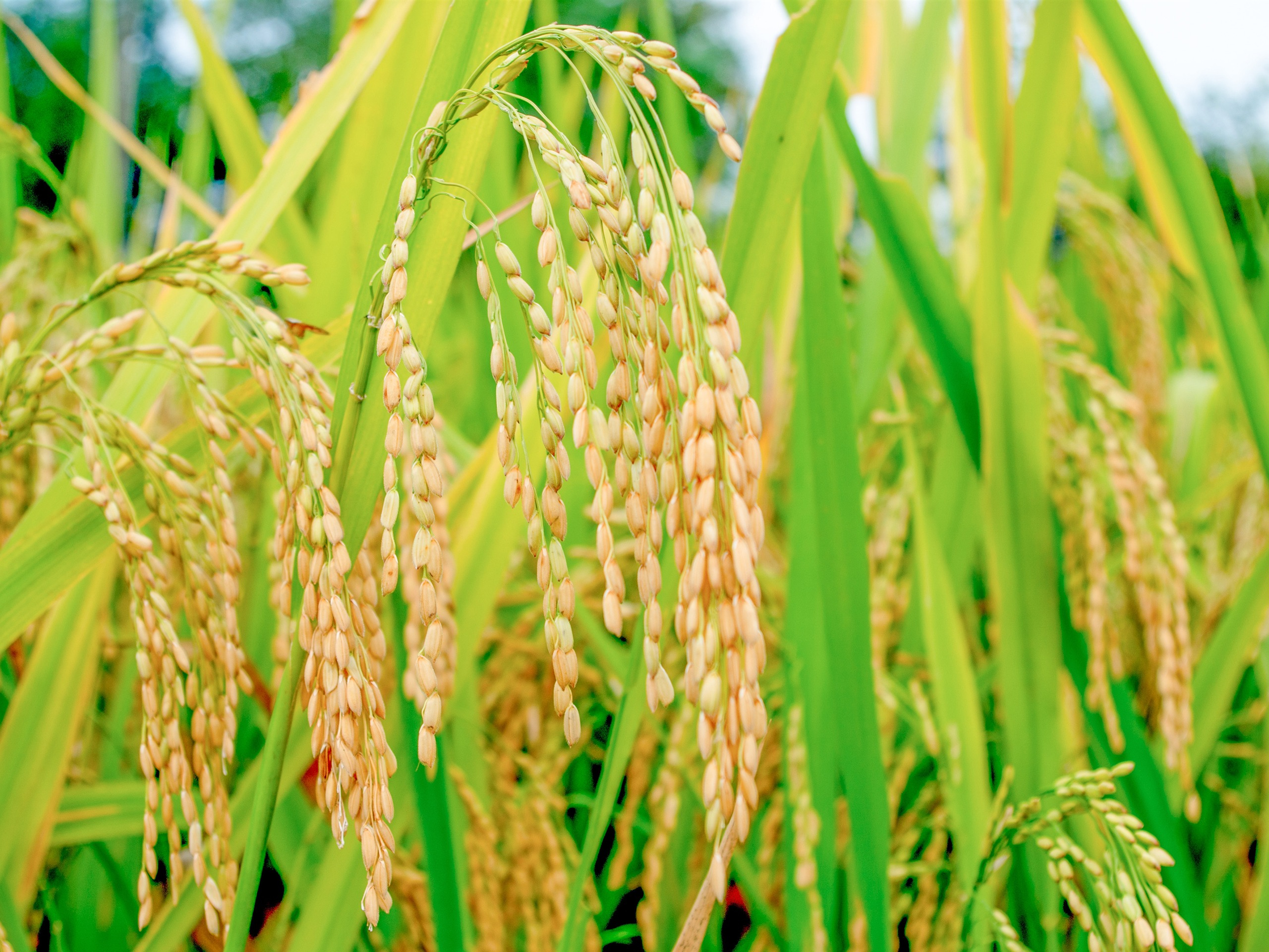 Summer Growing Rice Plant HD Photography Closeup Preview 10wallpaper