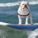 Surf Looks Ruff Today Daring Dogs Ride The Waves For Hilarious Charity