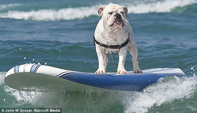 Surf Looks Ruff Today Daring Dogs Ride The Waves For Hilarious Charity 