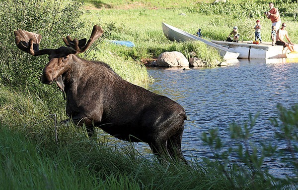 Vail Photo Moose In Piney Lake VailDaily