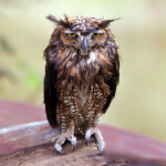 Wet Owls Are Hilariously Grumpy