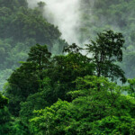 World Rainforest Day Holiday Smart