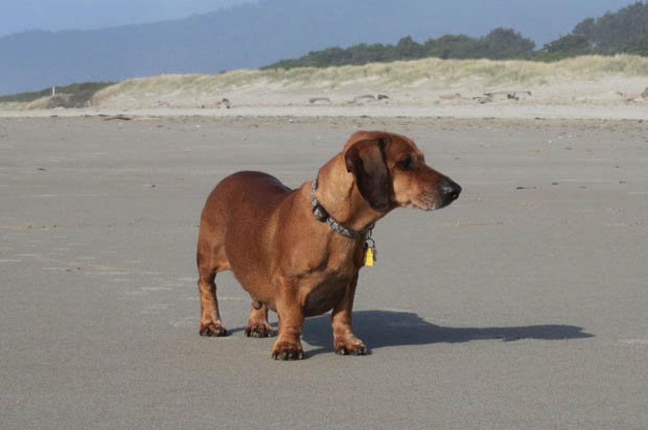World s Fattest Sausage Dog Sheds The Pounds And Releases Animal Weight 