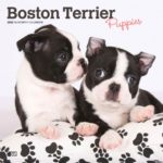 Boston Terrier Puppies Calendar 2022 Animal Den