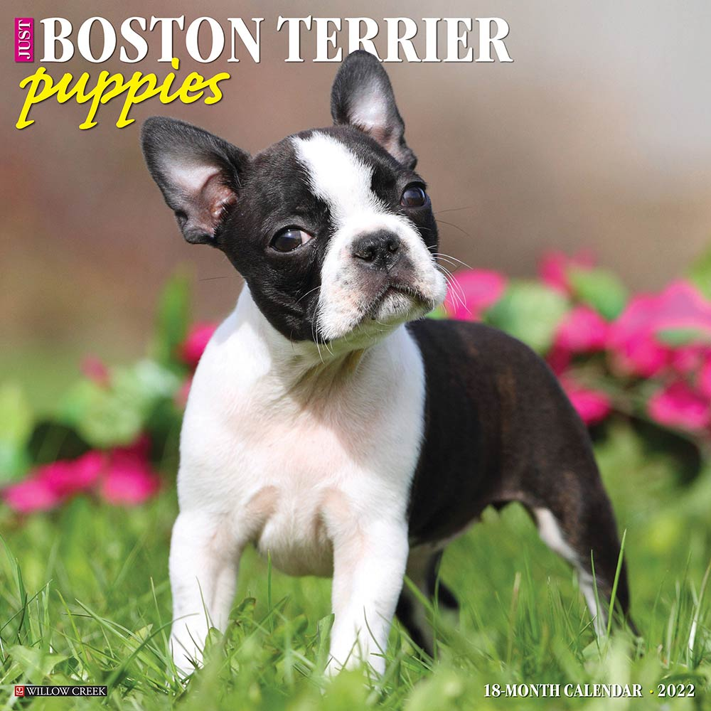 Boston Terrier Puppies Calendar 2022 Willow Creek Press Animal Den