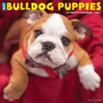 Bulldog Puppies Calendar 2023 Willow Creek Animalden