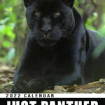 Buy Black Panther Calendar 2022 Rescue Panther Protect Animal Wild
