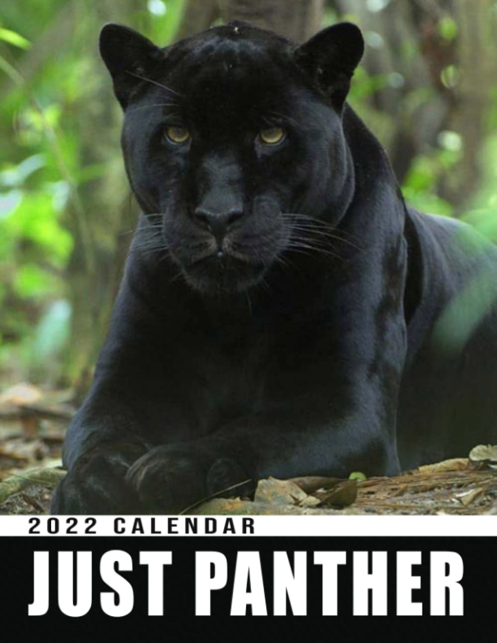 Buy Black Panther Calendar 2022 Rescue Panther Protect Animal Wild