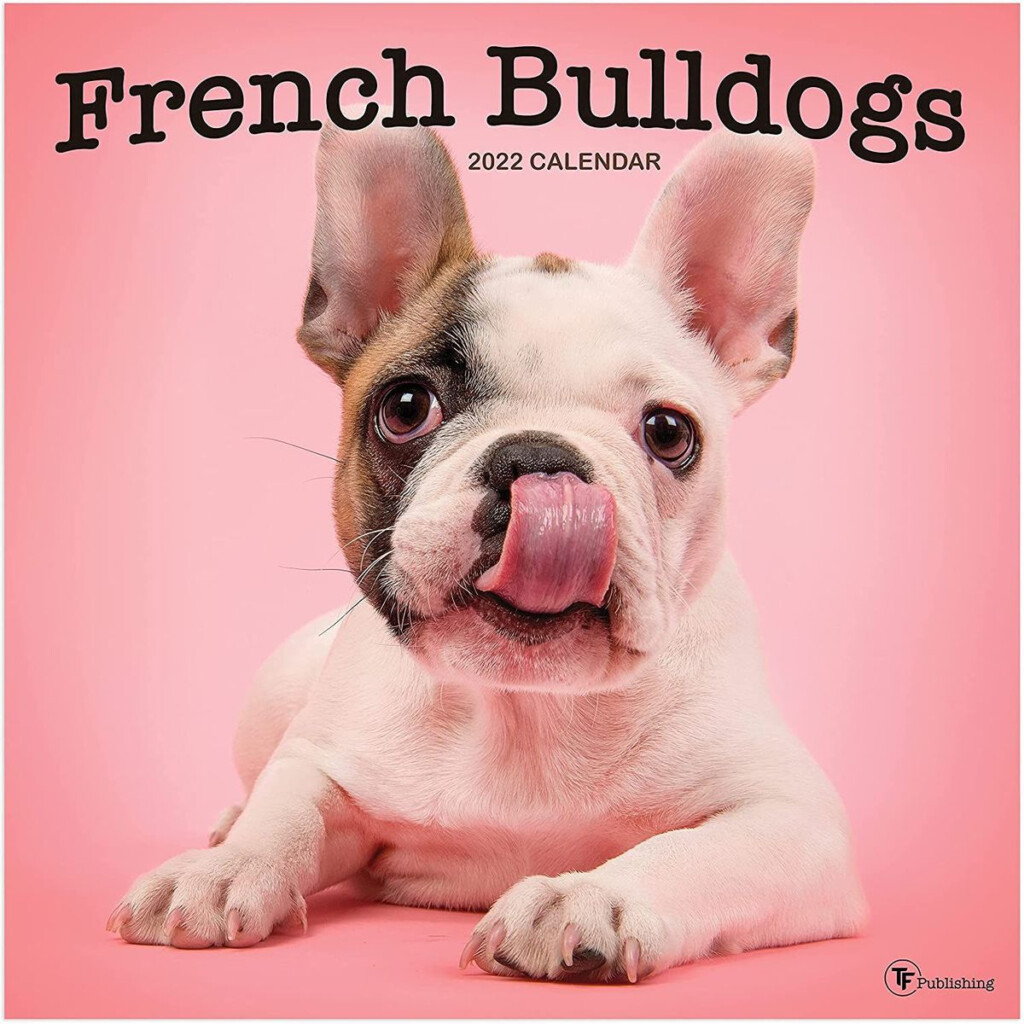 Buy French Bulldog 2022 2023 Dog Monthly Wall Calendar 16 Month 