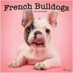 Buy French Bulldog 2022 2023 Dog Monthly Wall Calendar 16 Month