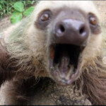 Daily Sloth On Twitter dailysloth Http t co 45T4dCq1