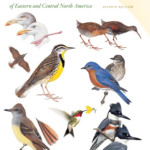 Pdf READ Peterson Field Guide To Birds Of Eastern Central North