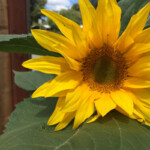 Sunflower Family The Daily Garden