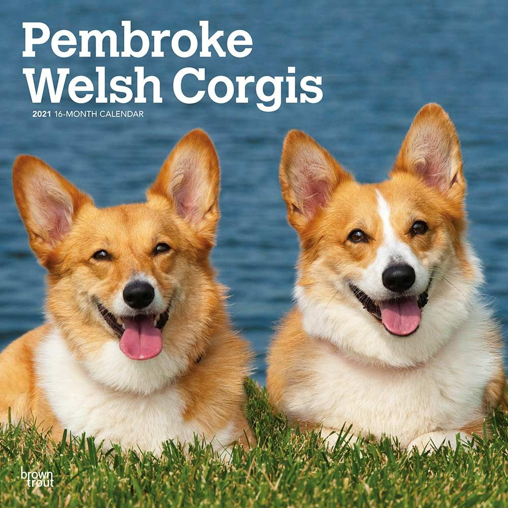 Welsh Corgis Calendar 2021 Animal Den